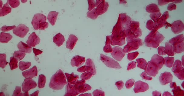 Muqueuse Buccale Tissu Épithélial Microscope 100X — Video
