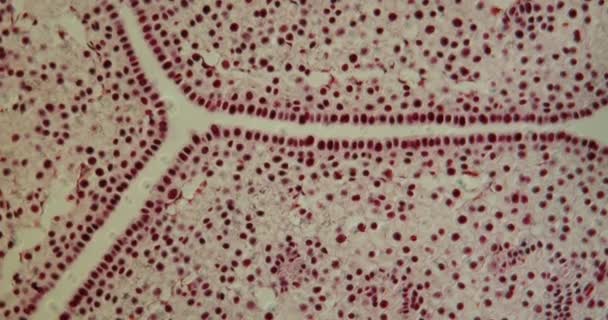 Μπουμπούκι Τουλίπας Εγκάρσια Κάτω Από Μικροσκόπιο 100X — Αρχείο Βίντεο