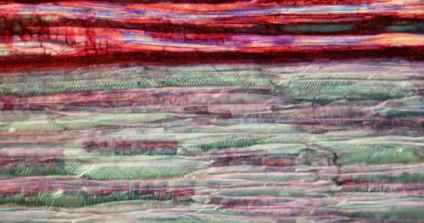 Linden trunk inlongitudinal section under the microscope 100x — Stock Footage Linden Trunk Inlongitudinal Section Microscope 100X Stock Footage