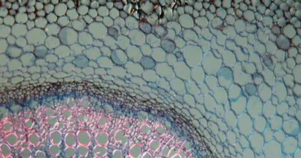 Νεκρός Κορμός Τσουκνίδας Διατομή Κάτω Από Μικροσκόπιο 100X — Αρχείο Βίντεο