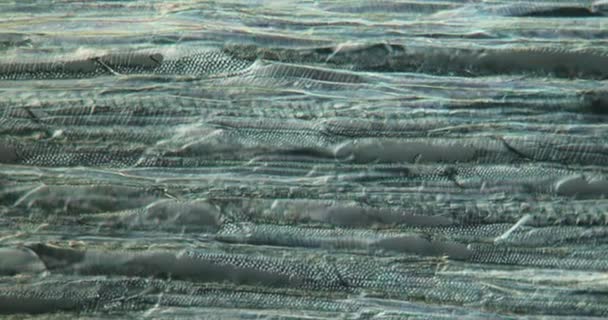 Batang Beech Tembaga Bagian Inlongitudinal Bawah Mikroskop 100X — Stok Video