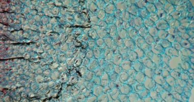 Mikroskop altında çapraz kesitte fasulye kökü 100x