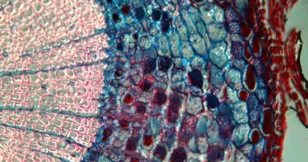 Akar Yew Dalam Cross Section Dibawah Mikroskop 100X — Stok Video