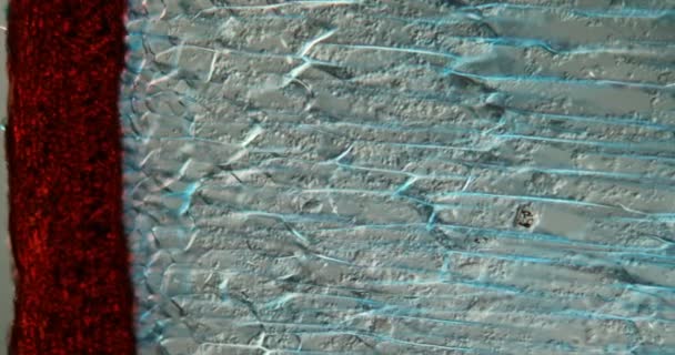 Πολτός Καρύδας Κάτω Από Μικροσκόπιο 100X — Αρχείο Βίντεο