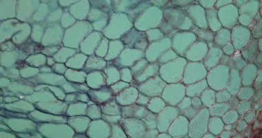 Mikroskop altında elma hamuru. 100 x