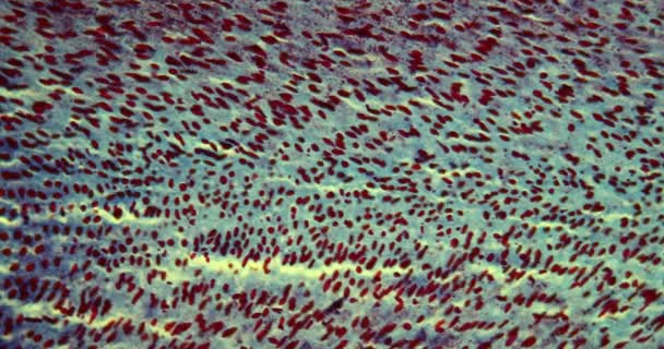 Pine embryo longitudinal section under the microscope 100x — Stock Footage Pine Embryo Longitudinal Section Microscope 100X Royalty Free Stock Video