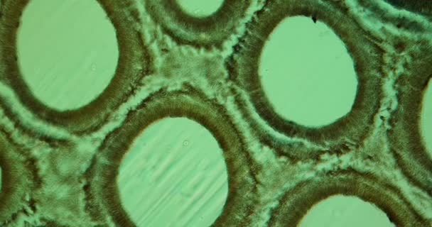 Corpo Frutífero Boleto Fungo Seção Transversal Sob Microscópio 100X — Vídeo de Stock