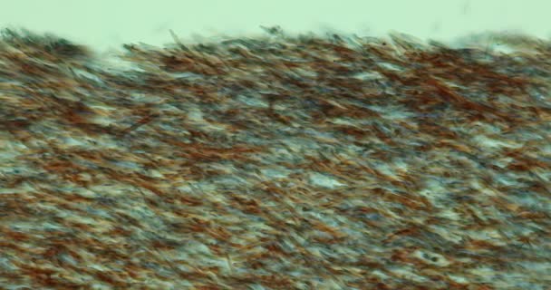 Kaki Hitam Miskin Tubuh Berbuah Jamur Penampang Bawah Mikroskop 200X — Stok Video