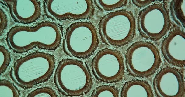 Boletus Gyümölcsöző Test Gomba Keresztmetszetében Mikroszkóp Alatt 50X — Stock videók