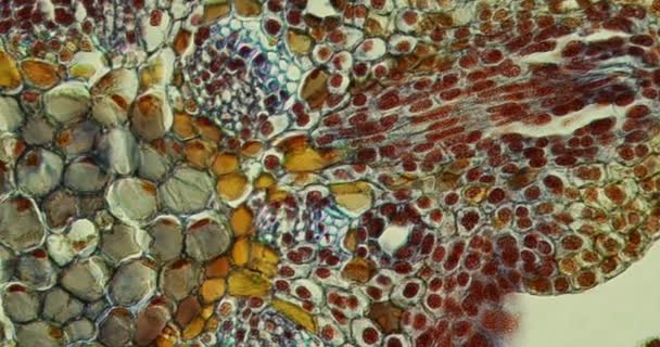 Spruce shoot tip with needles in cross section under the microscope 200x — Stock Footage Spruce Shoot Tip Needles Cross Section Microscope 200X Video Clip
