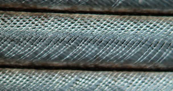 Πτερύγια Φασιανού Κάτω Από Μικροσκόπιο 100X — Αρχείο Βίντεο
