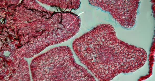 Наконечник Ели Иглами Поперечного Сечения 100X Микроскопом — стоковое видео