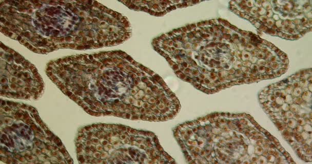 Ακροφύσιο Έλατο Βελόνες Διατομή Κάτω Από Μικροσκόπιο 100X — Αρχείο Βίντεο