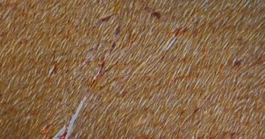 Mikroskop altında köpek dokusu. 100 kat.