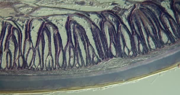 Roundworm Ιστό Κάτω Από Μικροσκόπιο 100X — Αρχείο Βίντεο