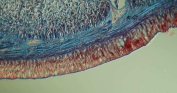 Tecido Verme Terra Sob Microscópio 100X — Vídeo de Stock