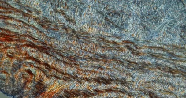 Ткань Каракатицы Микроскопом 100X — стоковое видео