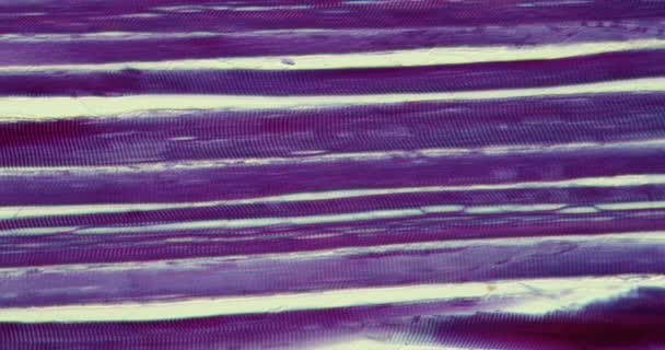 Jaringan Otot Bergaris Bawah Mikroskop 200X — Stok Video