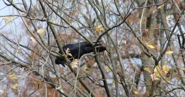 Kara Kuzgun Kuşu Çıplak Sonbahar Ağacında Oturur — Stok video