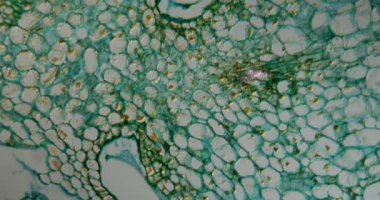 Nergis, mikroskop altında tohum dokusu. 100 kat.