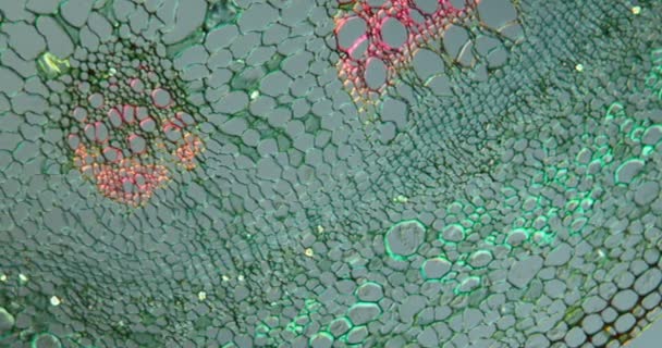 Τσίμπημα Τσουκνίδας Στέλεχος Ιστού Κάτω Από Μικροσκόπιο 100X — Αρχείο Βίντεο
