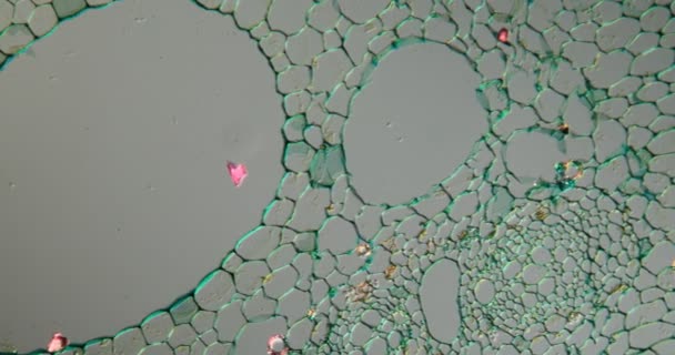 Lotusblad Vävnad Mikroskop 100X — Stockvideo