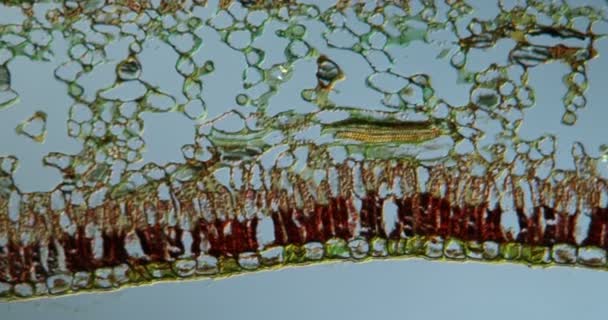 Карисса Оставьте Ткани Микроскопом 100X — стоковое видео