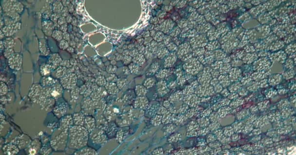 Jaringan Batang Bunga Pipa Bawah Mikroskop 100X — Stok Video