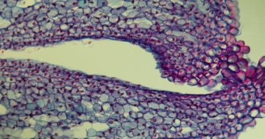 Sümbül, mikroskop altında çiçek dokusu.