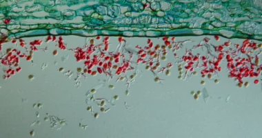 Çobanın çantasındaki toz küf dokusu mikroskop altında 100 kat