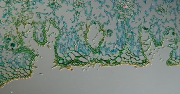 Oleanders Laten Weefsel Onder Microscoop 100X — Stockvideo