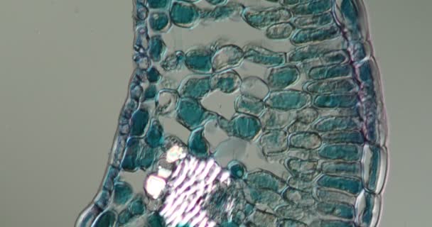 Tissu Canneberge Sous Microscope 200X — Video