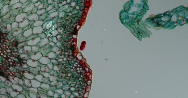 Ткань Цветения Нити Микроскопом 200X — стоковое видео