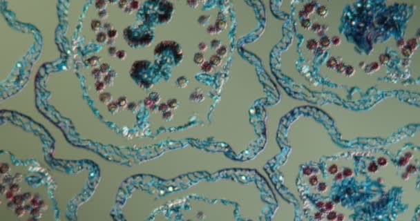 Ιστός Άνθους Μαργαρίτη Κάτω Από Μικροσκόπιο 100X — Αρχείο Βίντεο