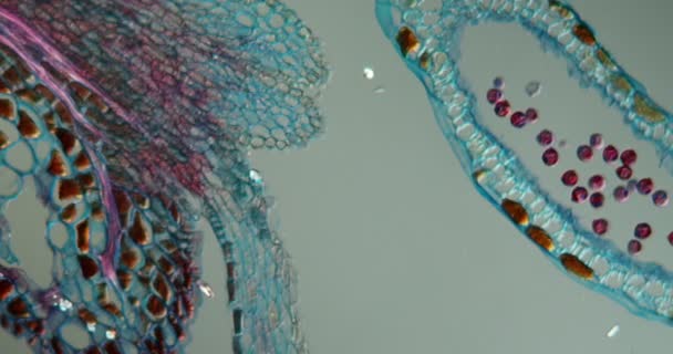Haselkätzchen Blühen Unter Dem Mikroskop 100X — Stockvideo