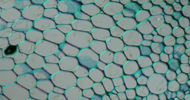 Tissu Tige Asclépiade Microscope 200X — Video