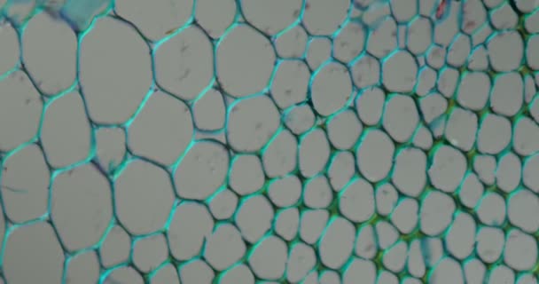 Tissu Tige Menthe Sous Microscope 200X — Video