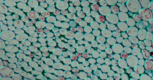 显微镜下的葡萄茎组织200X — 图库视频影像