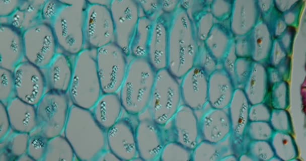 Lelies Van Het Dalwortelweefsel Onder Microscoop 200X — Stockvideo