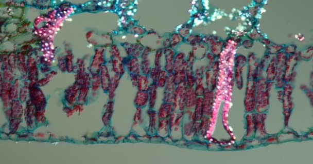 Nilüfer Dokuyu Mikroskop Altında Bırakır — Stok video