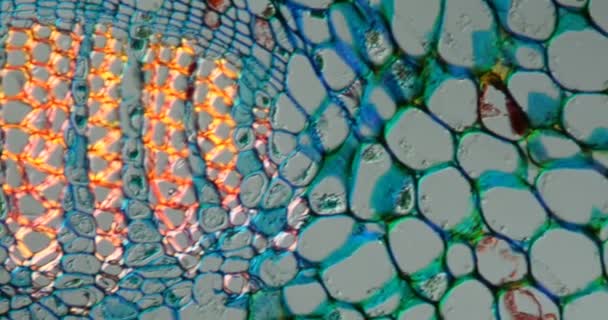 Ginko Laisse Les Tissus Microscope 200X — Video