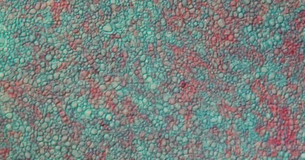 Ερυσιβώδης Ιστός Μύκητα Κάτω Από Μικροσκόπιο 200X — Αρχείο Βίντεο