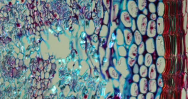 Δαφνί Ιστό Κλάδο Κάτω Από Μικροσκόπιο 200X — Αρχείο Βίντεο