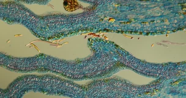 Kastanjeblomma Vävnad Mikroskop 100X — Stockvideo