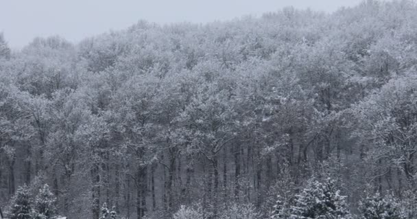 山上的冬季雪地森林 — 图库视频影像