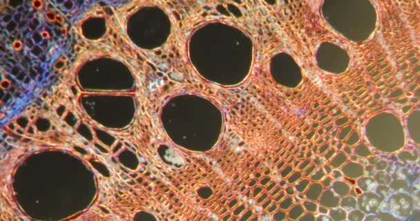 Branche Houblon Dans Tissu Darkfield Sous Microscope 100X — Video
