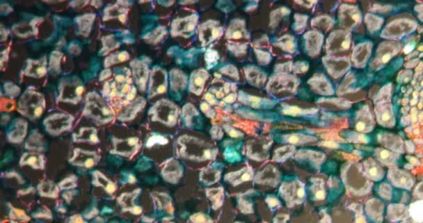 Daun Mistletoe Jaringan Darkfield Bawah Mikroskop 100X — Stok Video