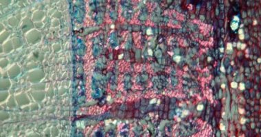 Mikroskop altında çapraz kesitte Linden gövdesi 100x