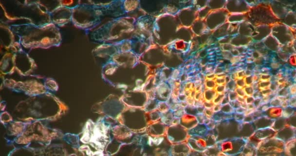 Ginko Αφήσει Στον Ιστό Darkfield Κάτω Από Μικροσκόπιο 200X — Αρχείο Βίντεο