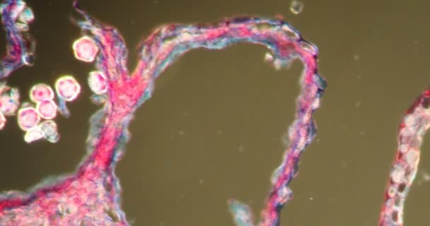 200X显微镜下暗场组织中的金丝猫 — 图库视频影像